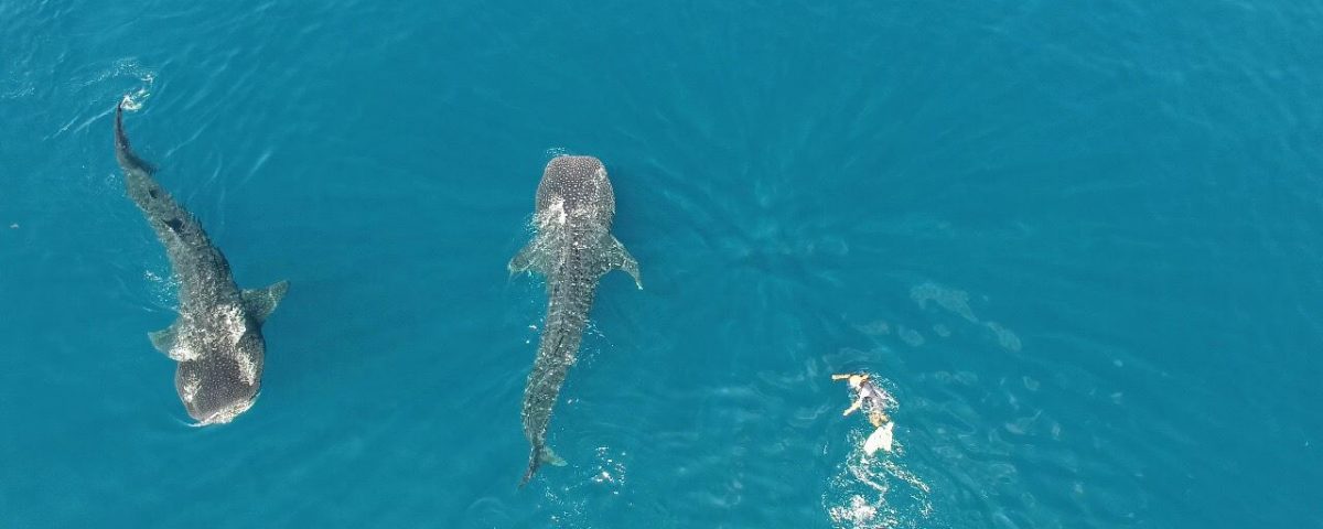 Nager avec des requins baleines au Mexique