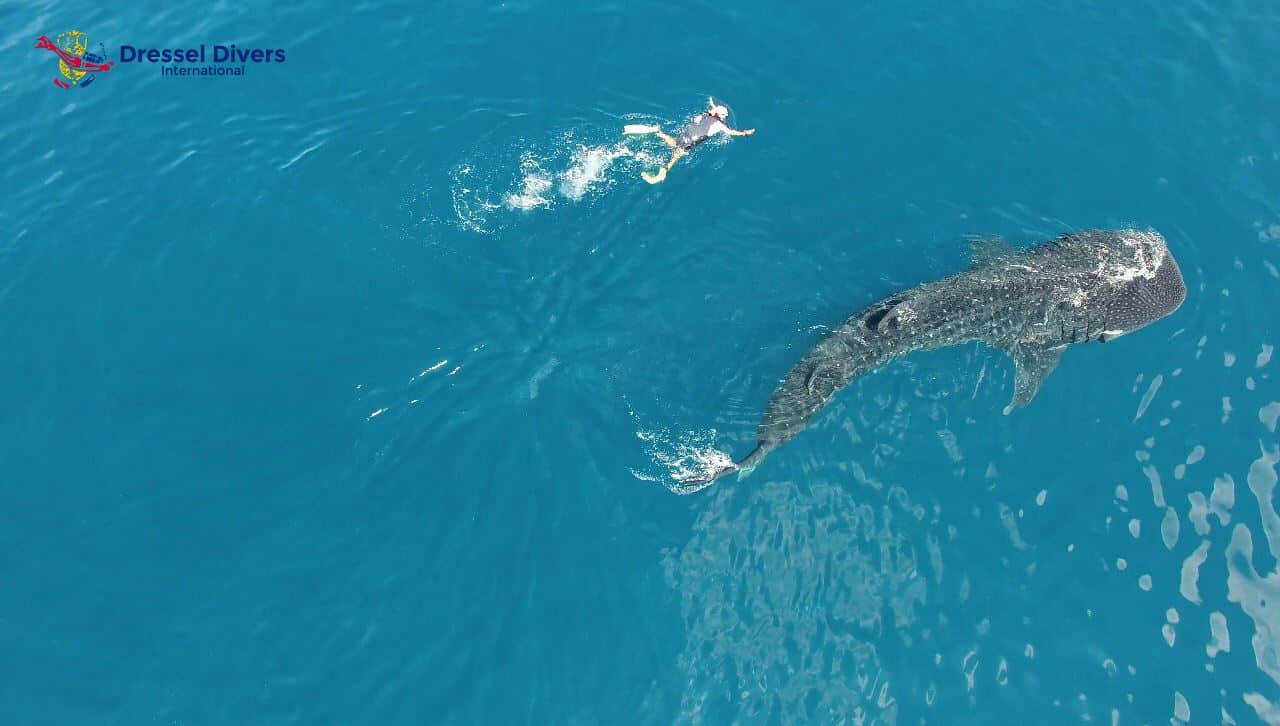 Nager avec des requins baleines au Mexique-3