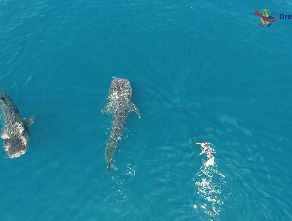 Nager avec des requins baleines au Mexique