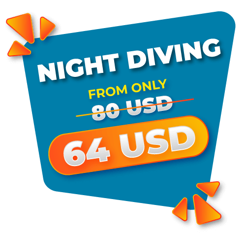 Night Diving From Only 64 USD
