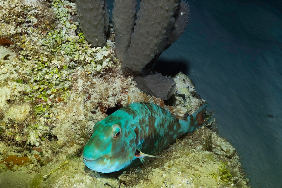 Night snorkeling- snorkel nocturno (2) snorkel nocturno