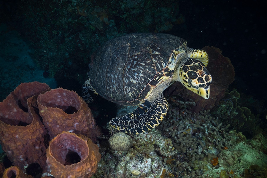 Night snorkeling- snorkel nocturno (4)