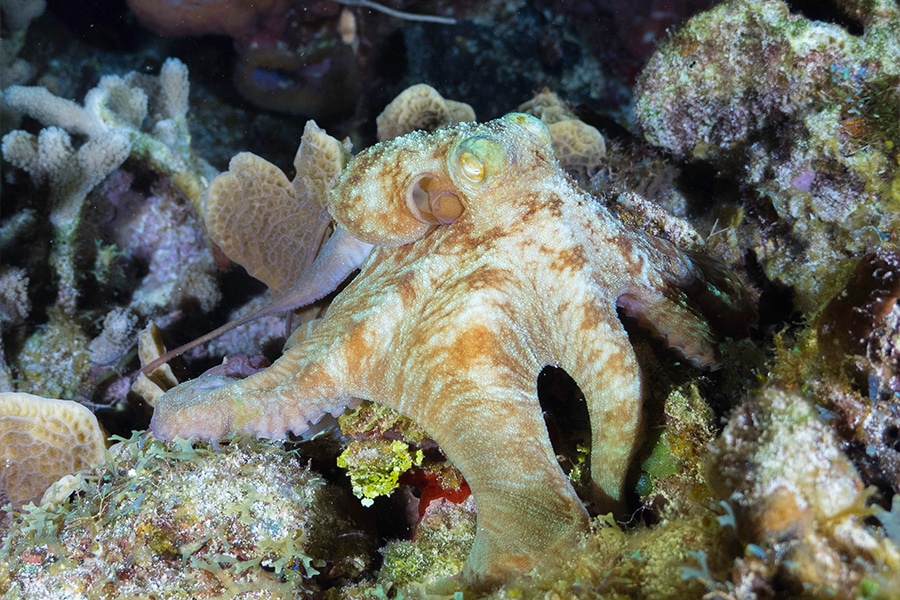 Night snorkeling- snorkel nocturno (5)