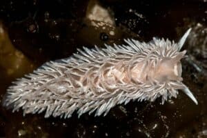 Nudibranch Species (Aeolidia loui )