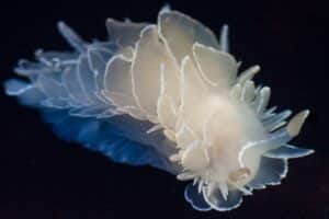 Nudibranch Species (Dirona albolineata )