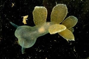 Nudibranch Species (Melibe leonina )