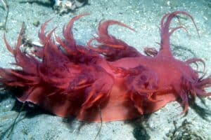 Nudibranch Species (endronotus_iris)