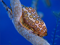 caribbean sea animals- Nudibranch