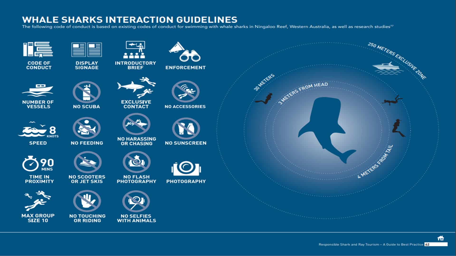 Nuotare Con Gli Squali Balena In Messico: La Guida Completa