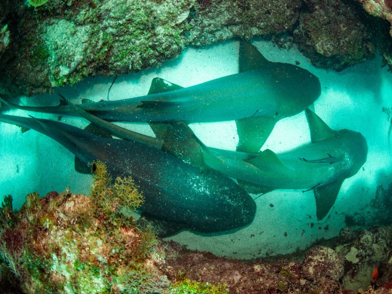 Nurse Shark