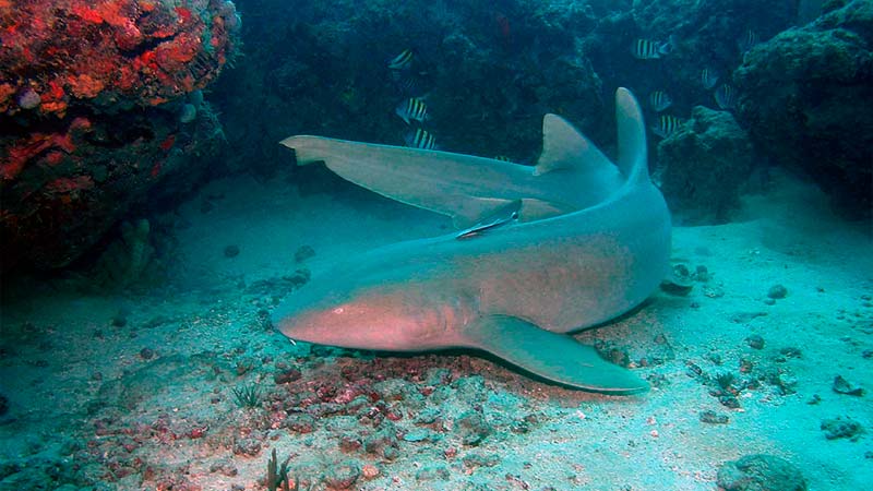 Nurse shark acts -datos sobre el tiburón nodriza - 2