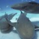 Nurse shark facts - datos sobre el tiburón nodriza