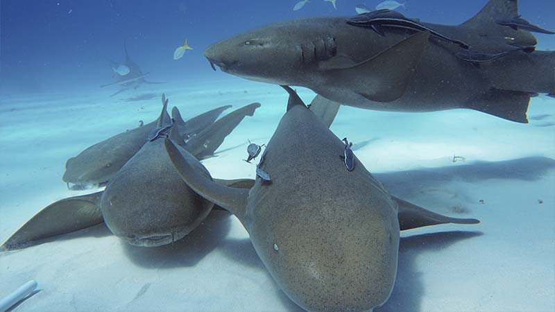 Nurse shark facts - datos sobre el tiburón nodriza