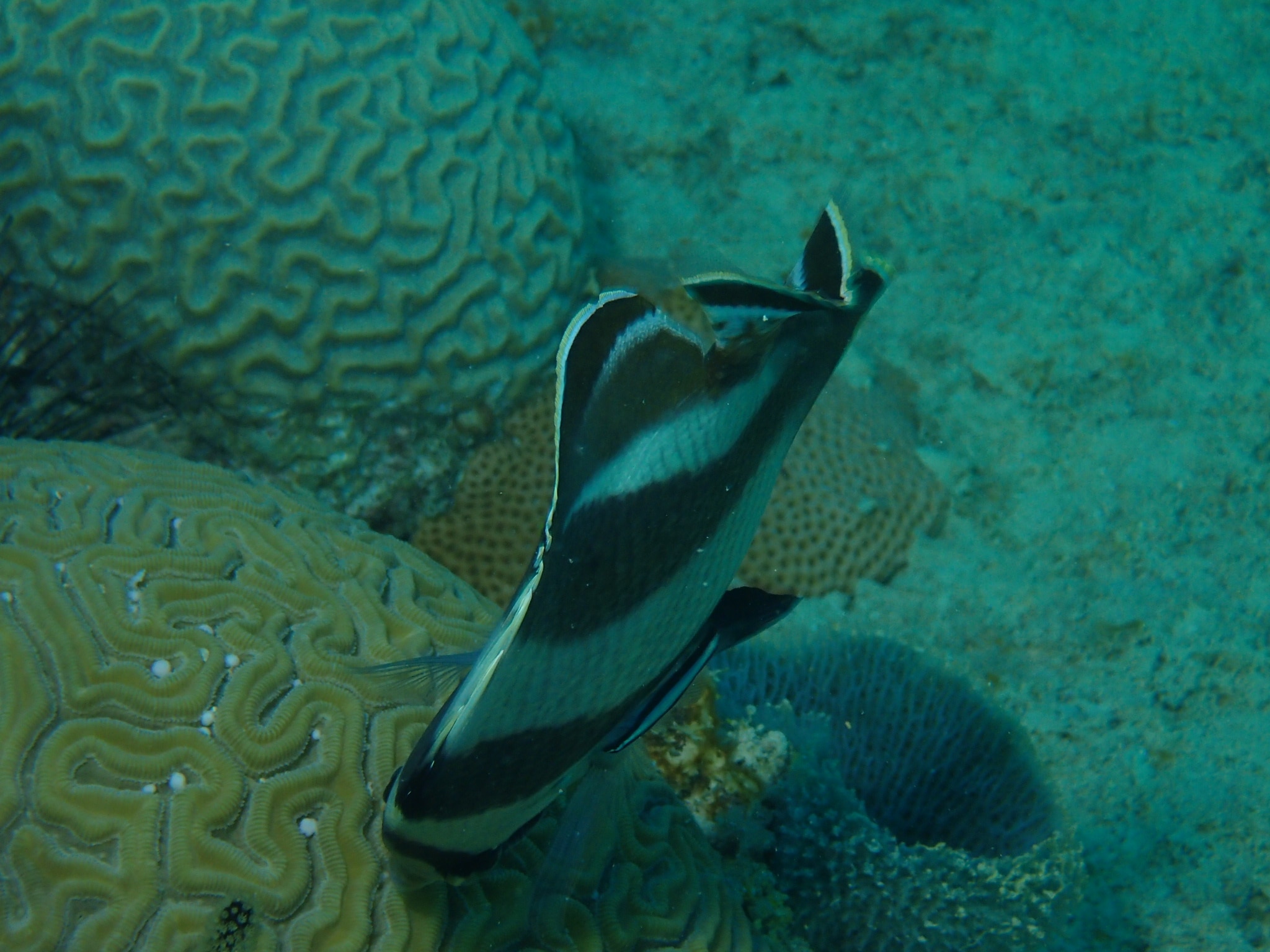 Spawning Of Brain Coral In Bayahibe - butterflyfish