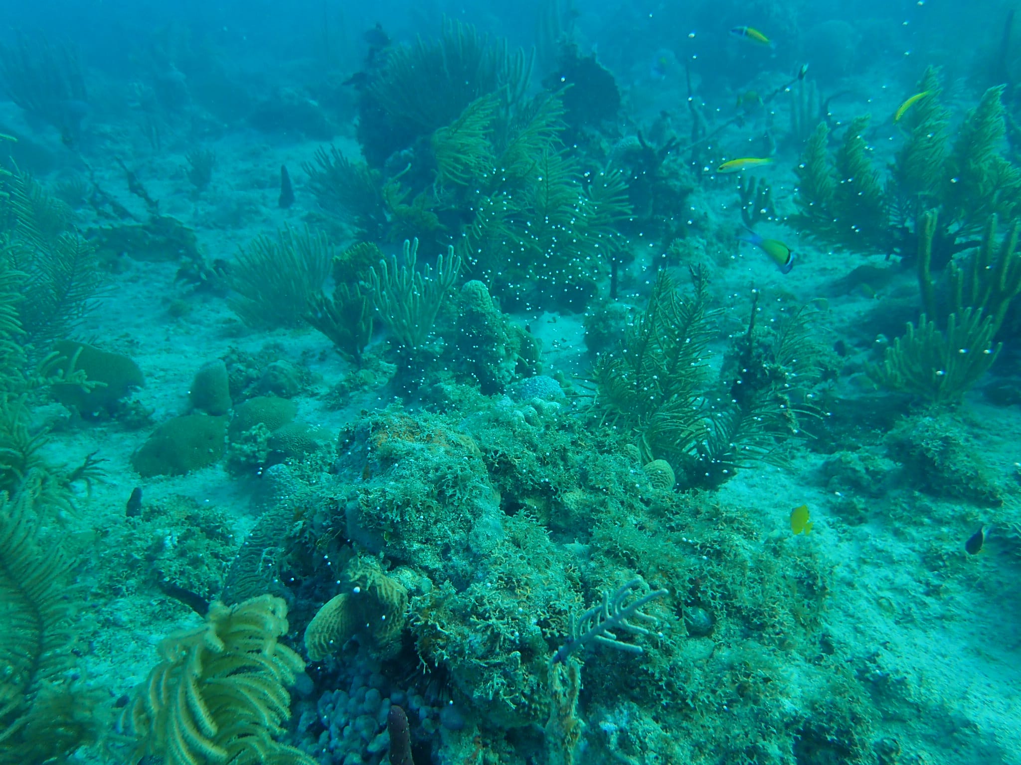 Spawning Of Brain Coral In Bayahibe - Reef