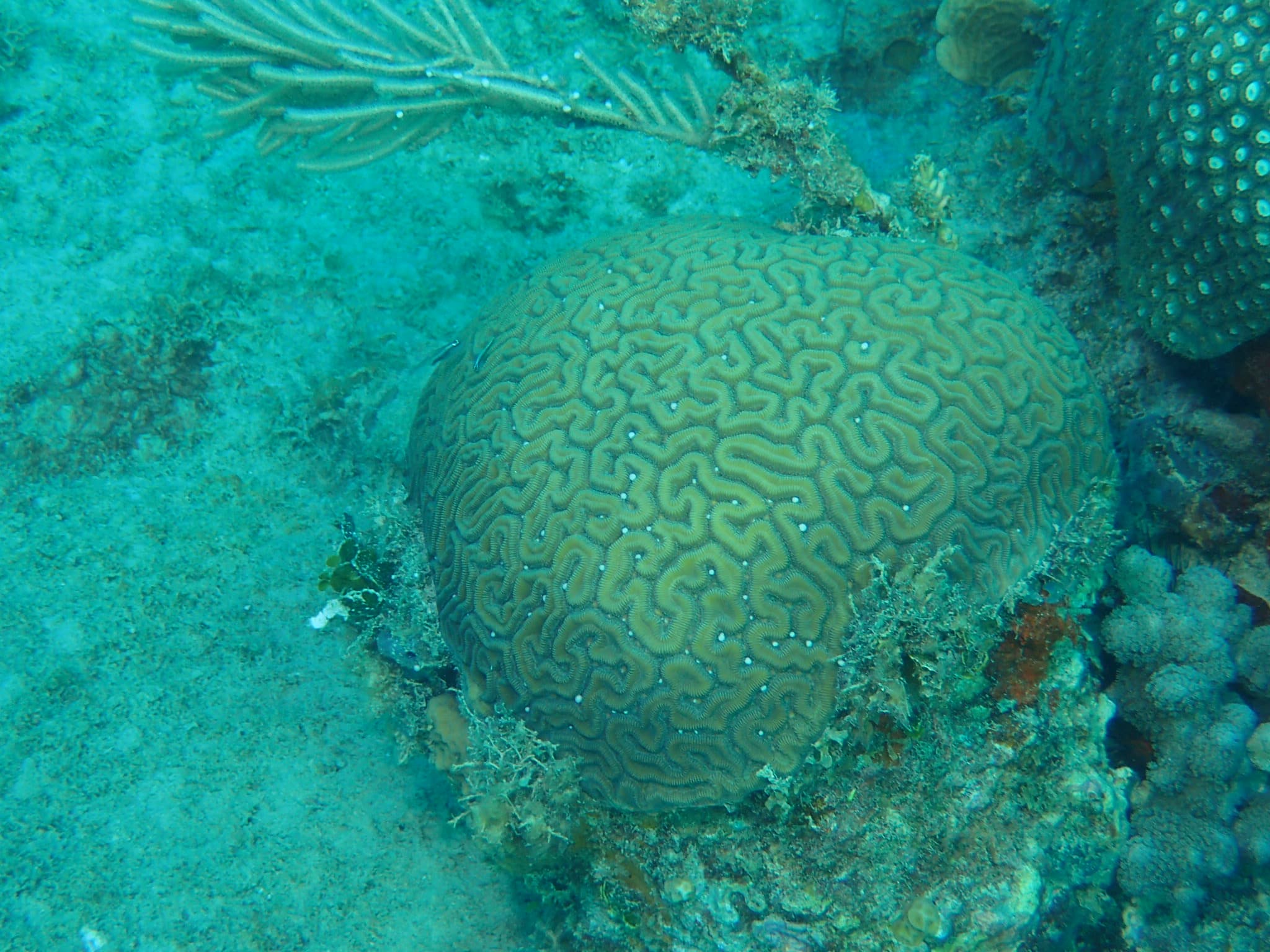 Spawning Of Brain Coral In Bayahibe - Cerebrus 2