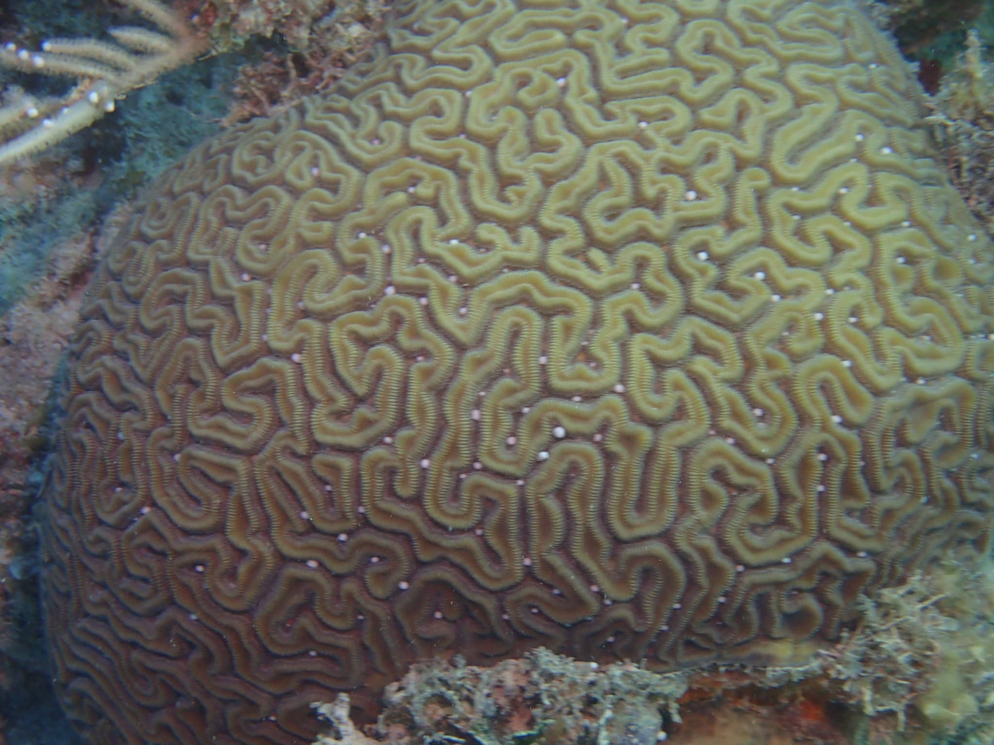 Spawning Of Brain Coral In Bayahibe - Cerebrus