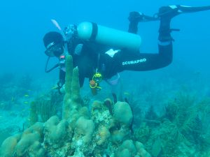 Spawning Of Brain Coral In Bayahibe - Main