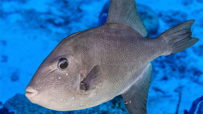 Ocean triggerfish pictures- pez ballesta oceánico