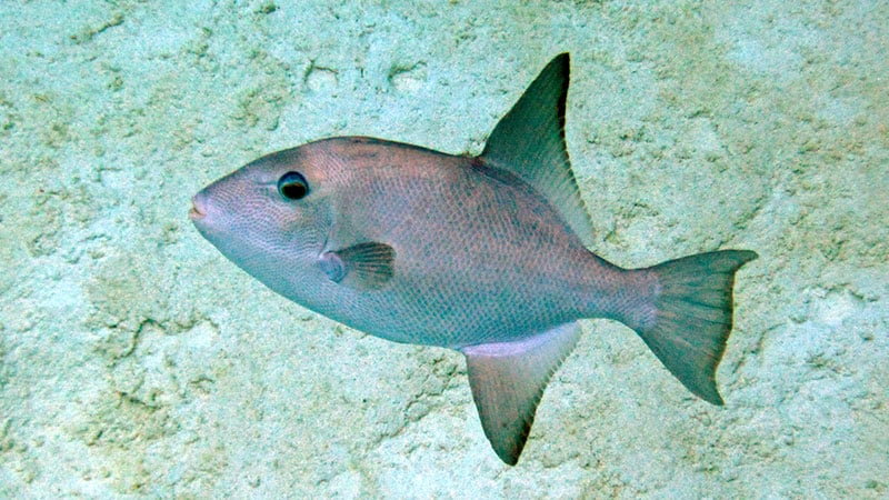 Ocean triggerfish pictures - pez ballesta oceánico