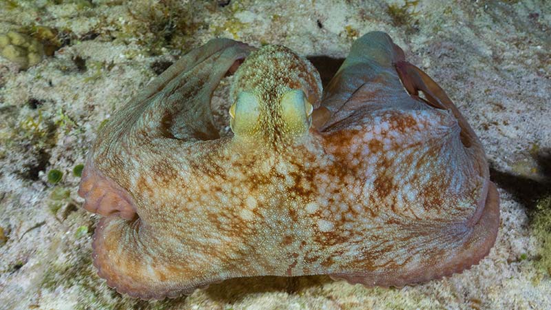 Octopus Facts (1) curiosidades de los pulpos