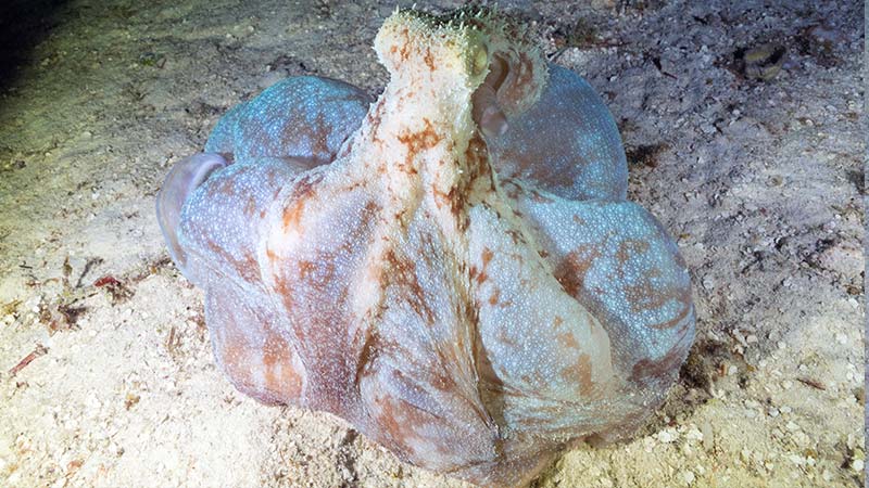 Octopus Facts (2) curiosidades de los pulpos