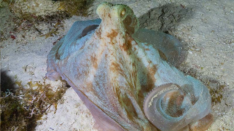 Octopus Facts (3) curiosidades de los pulpos