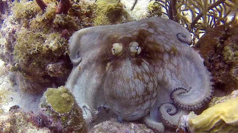 Octopus Facts (4) curiosidades de los pulpos