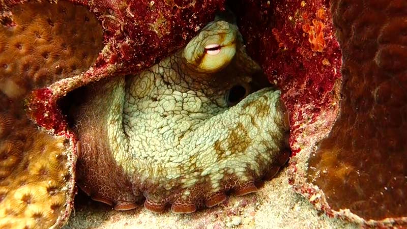 Octopus Facts (6) curiosidades de los pulpos