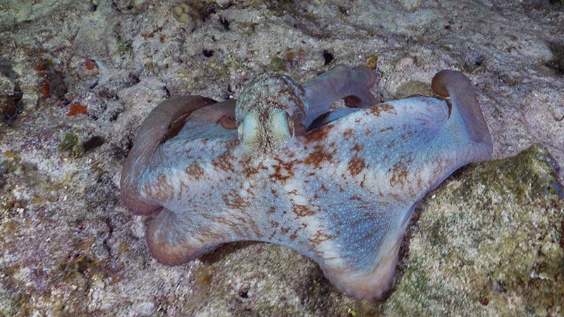 Octopus Facts (7) curiosidades de los pulpos