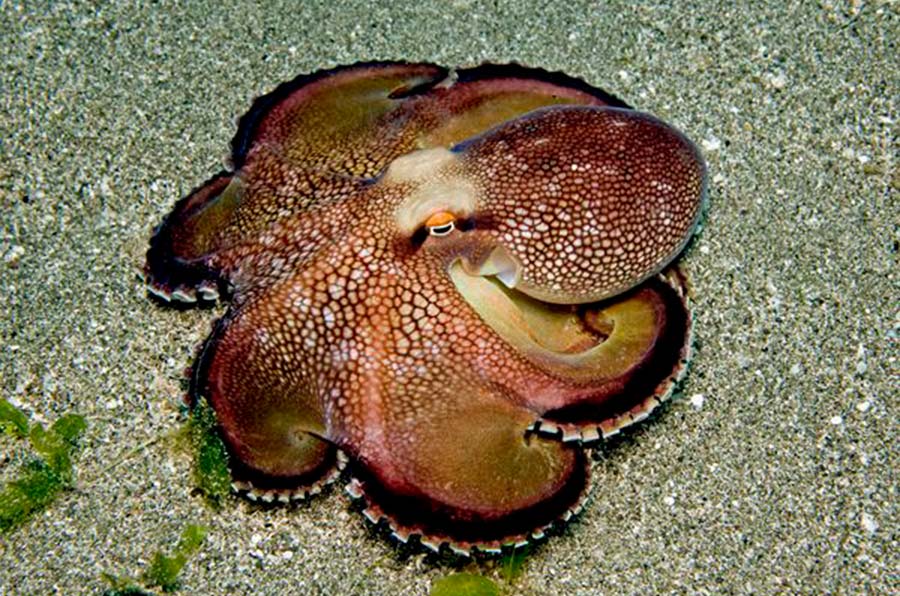 Brownstripe Octopus