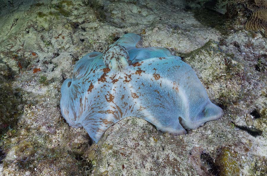 Caribbean Reef Octopus