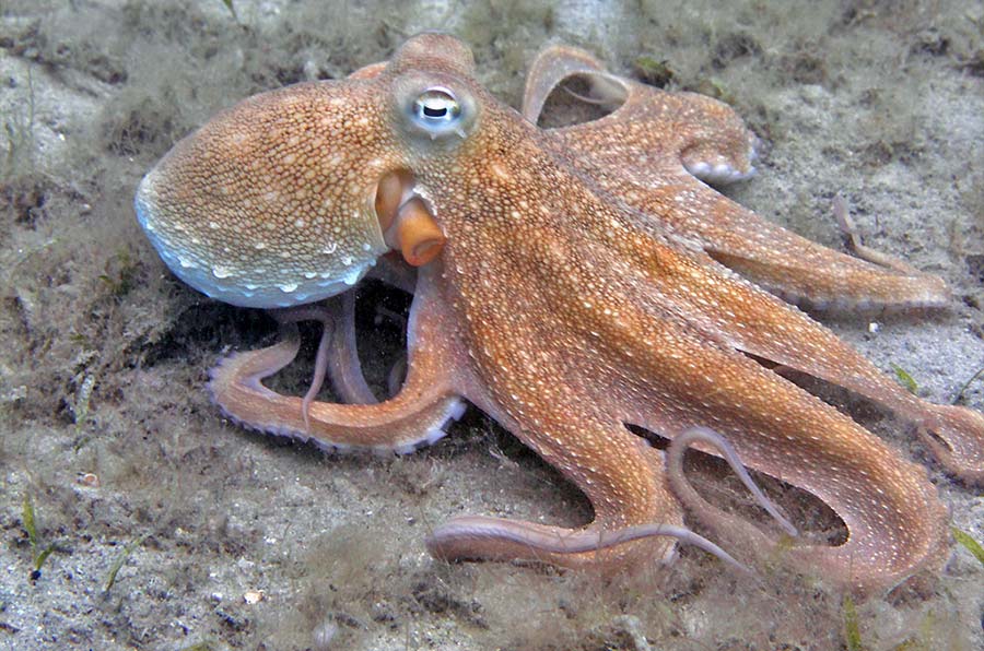 Common Octopus