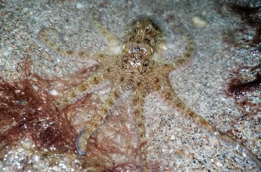 Atlantic Pygmy Octopus