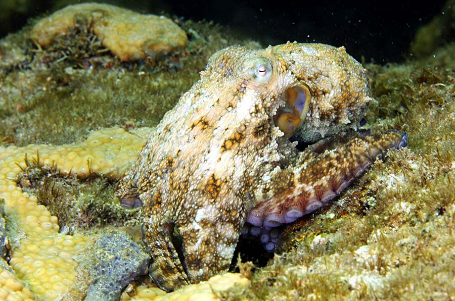 Caribbean Two-Spot Octopus