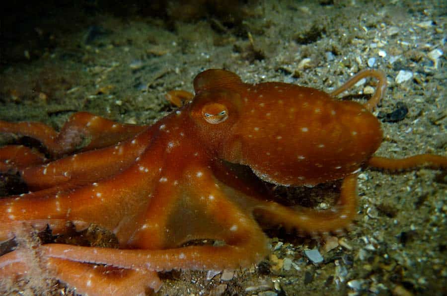 White-Spotted Octopus