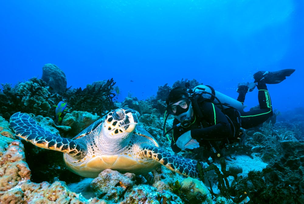 PADI open water depth - turtle