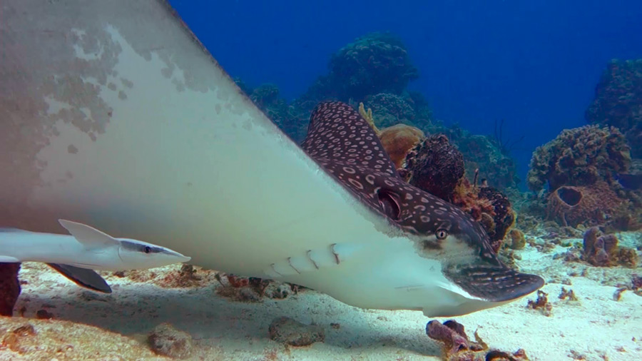 Palancar Reef - eagle ray - el arrecife palancar