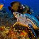 Palancar Reef - main picture - el arrecife palancar