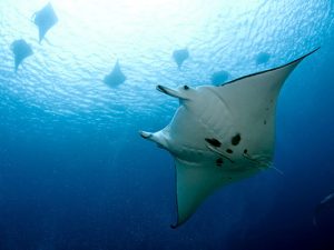 Papua New Guinea Liveaboard Diving - manta ray