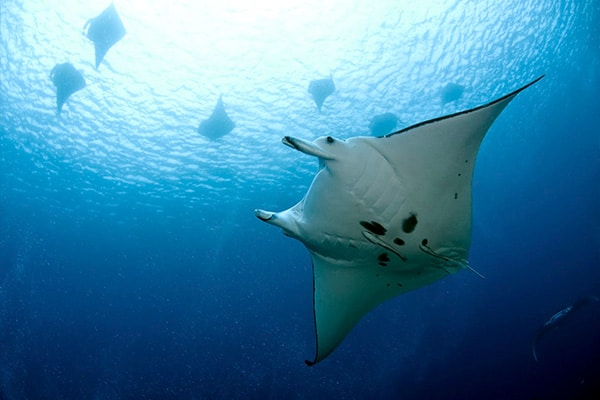 Papua New Guinea Liveaboard Diving - manta ray