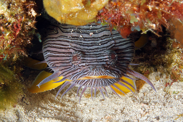 Parque Nacional Arrecifes de Cozumel - pez sapo espléndido