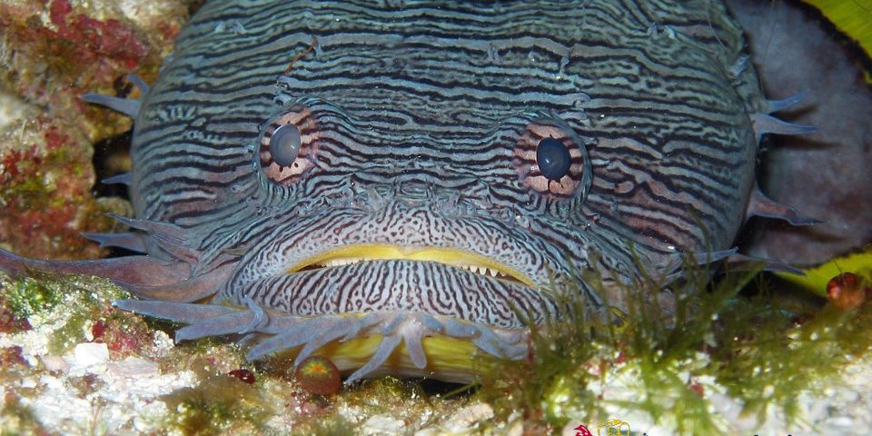 Pez Sapo Espléndido de Cozumel Dressel Divers