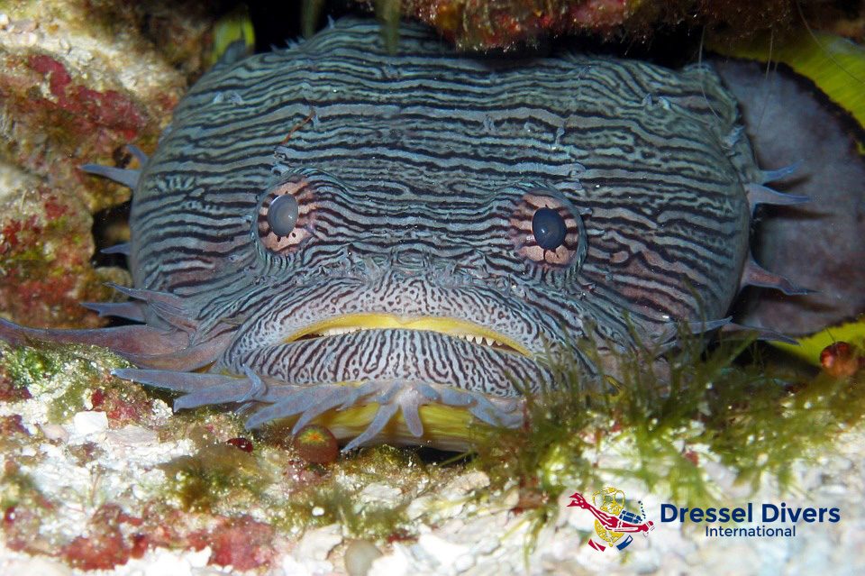 Pez Sapo Espléndido de Cozumel Dressel Divers