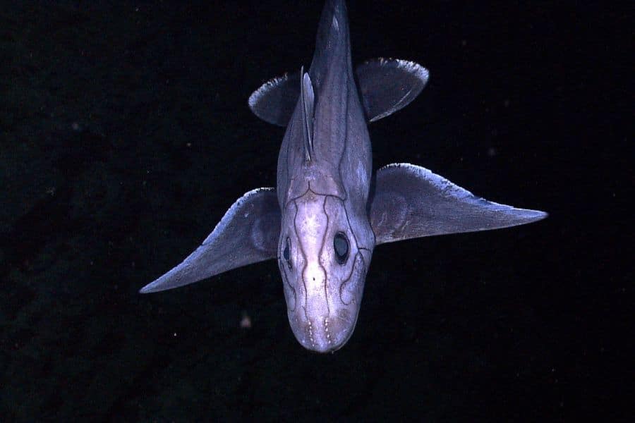 Picture of the deep sea NOAA