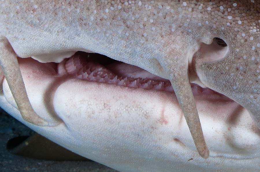 Pictures Of Nurse Sharks’s Mouth - 1 - fotos de nariz de tiburón nodriza