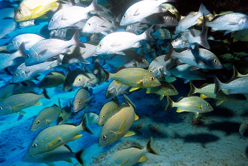 Scuba diving in PLAYA DEL CARMEN with Dressel Divers