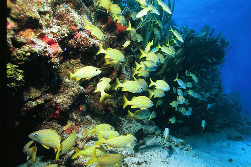 Scuba diving in PLAYA DEL CARMEN with Dressel Divers