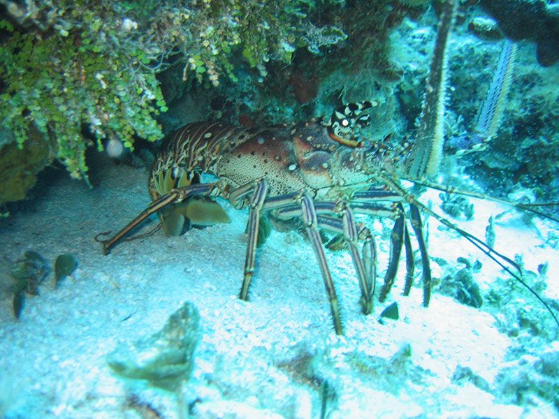Scuba diving in PLAYA DEL CARMEN with Dressel Divers