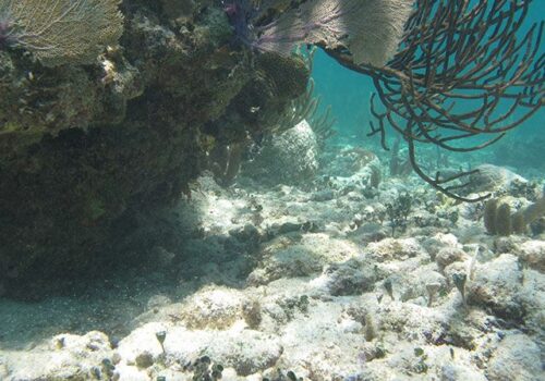 centros de snorkel playa del carmen